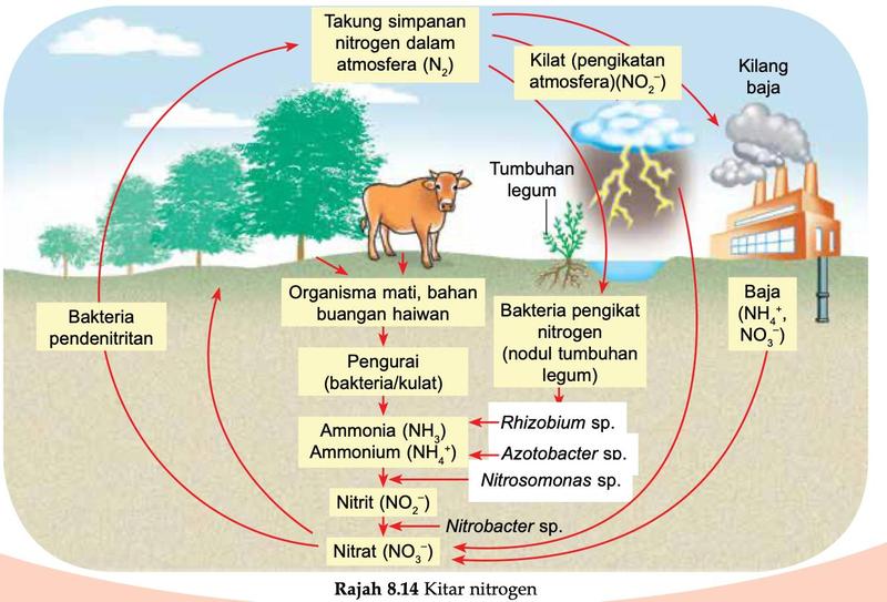 Kitar nitrogen dengan bakteria pengikat nitrogen, pengurai, Nitrosomonas, Nitrobacter dan bakteria pendenitritan