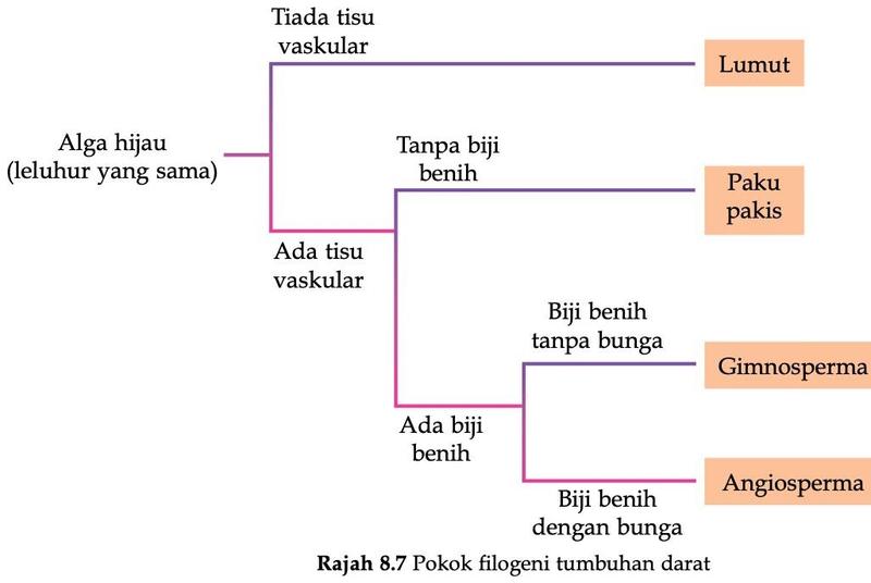 Pokok filogeni tumbuhan darat daripada alga hijau kepada lumut, paku pakis, gimnosperma dan angiosperma