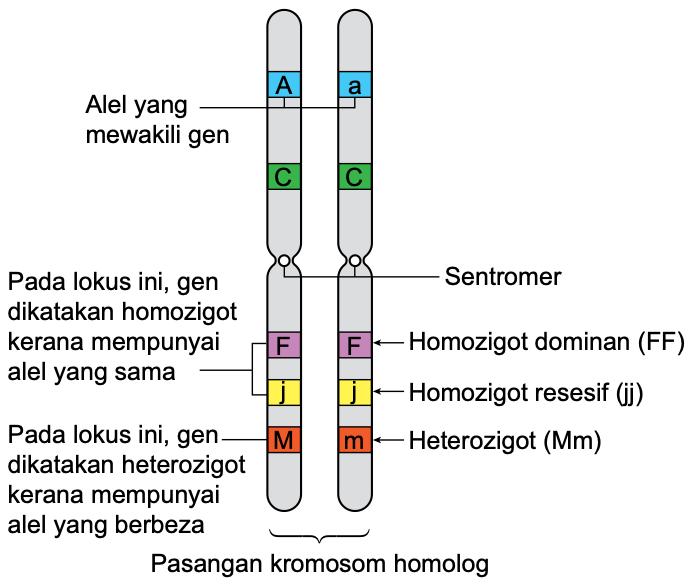 Sepasang kromosom homolog dengan gen pada lokus tertentu: alel A dan a, C dan C, F dan F homozigot dominan, j dan j homozigot resesif, M dan m heterozigot