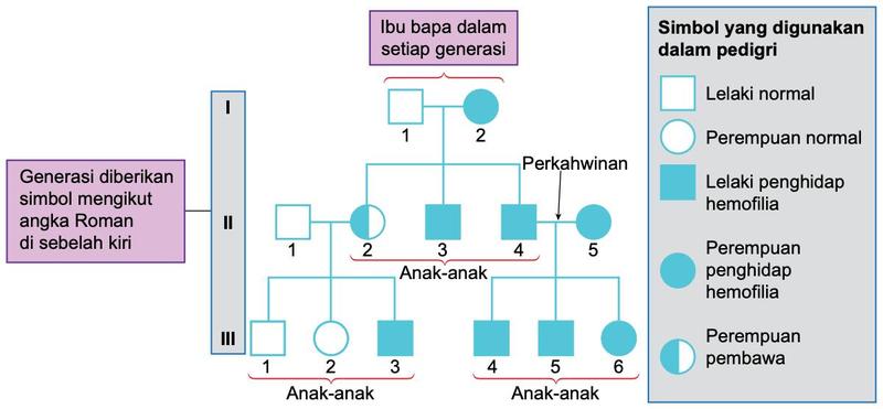 Pedigri hemofilia tiga generasi: generasi I lelaki normal dan perempuan penghidap; generasi II perempuan pembawa, dua lelaki penghidap dan seorang perempuan penghidap; generasi III dengan anak normal dan penghidap
