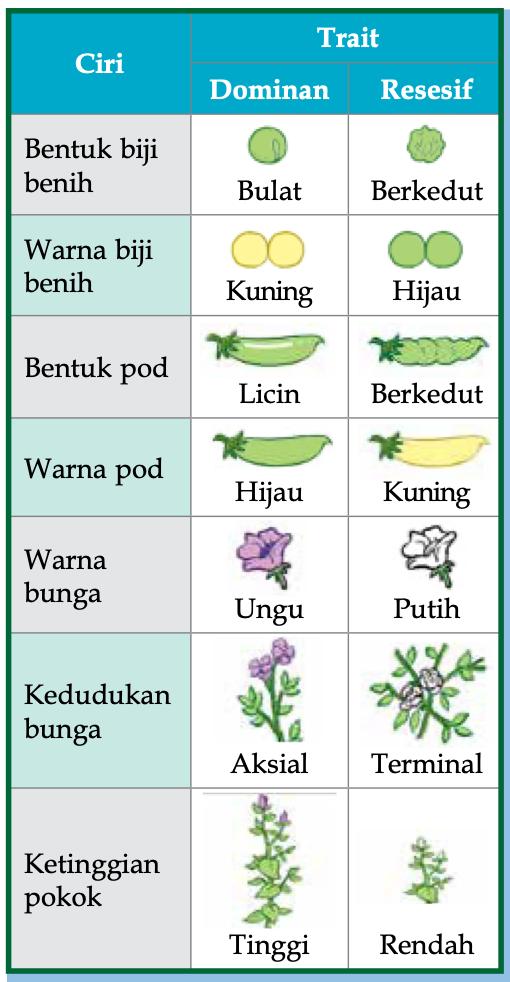 Jadual tujuh ciri kacang pis dengan trait dominan dan resesif: bentuk biji benih bulat atau berkedut, warna biji benih kuning atau hijau, bentuk pod licin atau berkedut, warna pod hijau atau kuning, warna bunga ungu atau putih, kedudukan bunga aksial atau terminal, ketinggian pokok tinggi atau rendah