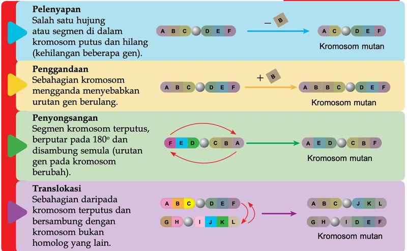 Empat rajah kromosom: pelenyapan segmen B, penggandaan B, penyongsangan segmen urutan DEF dan translokasi antara dua kromosom bukan homolog