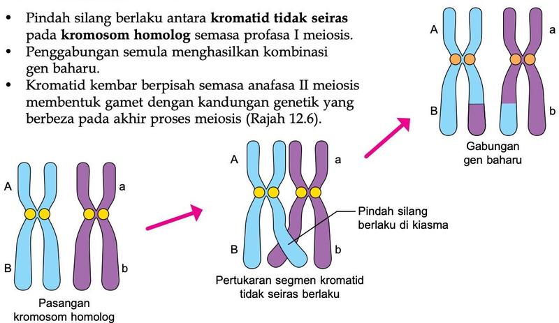 Pasangan kromosom homolog, pertukaran segmen kromatid tidak seiras di kiasma, dan gabungan gen baharu