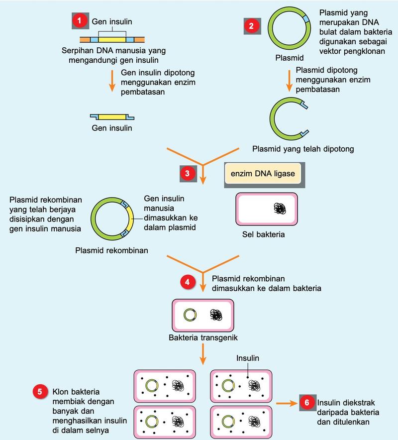 Rajah alir: gen insulin dan plasmid dipotong dengan enzim pembatasan, disambung dengan DNA ligase menjadi plasmid rekombinan, dimasukkan ke dalam bakteria yang membiak dan menghasilkan insulin