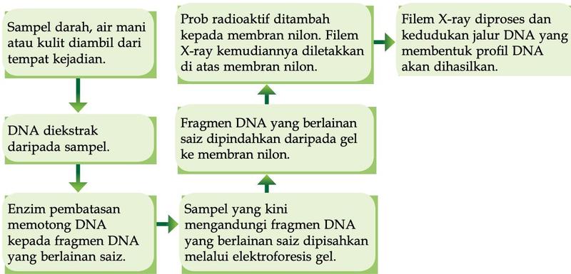 Rajah alir langkah pemprofilan DNA daripada sampel hingga filem X-ray