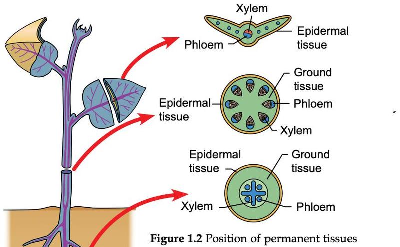 Cross sections of a leaf, a stem and a root showing the position of epidermal tissue, ground tissue, xylem and phloem
