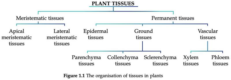 Tree diagram of plant tissues: meristematic (apical, lateral) and permanent (epidermal, ground: parenchyma, collenchyma, sclerenchyma, vascular: xylem, phloem)