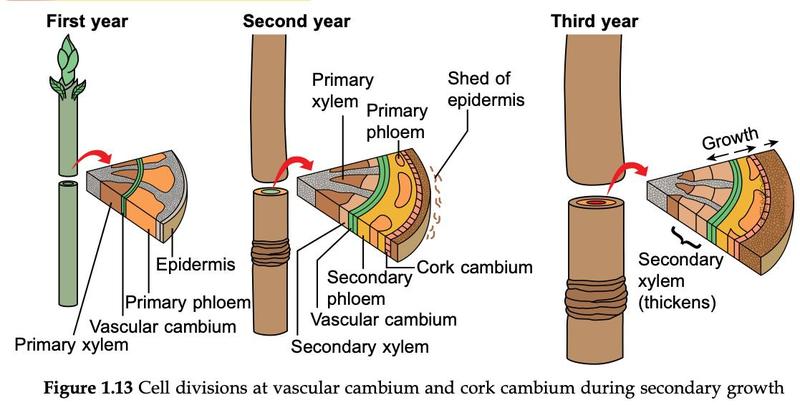 Stem in the first, second and third year showing vascular cambium, secondary xylem and phloem, cork cambium and the shed epidermis