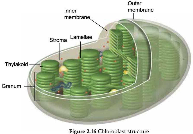 Chloroplast with outer membrane, inner membrane, stroma, lamellae, thylakoid and granum labelled