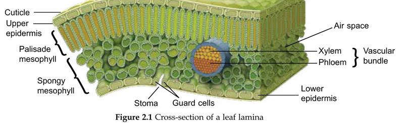 Cross-section of a leaf lamina with cuticle, upper epidermis, palisade mesophyll, spongy mesophyll, vascular bundle, stoma and guard cells labelled