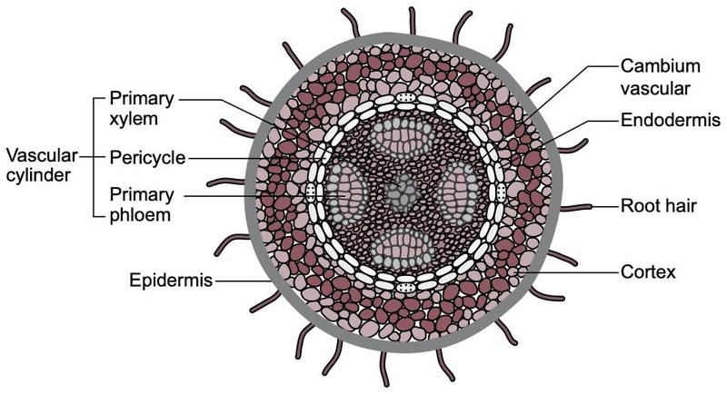 Cross-section of a root showing epidermis with root hairs, cortex, endodermis, pericycle, xylem and phloem