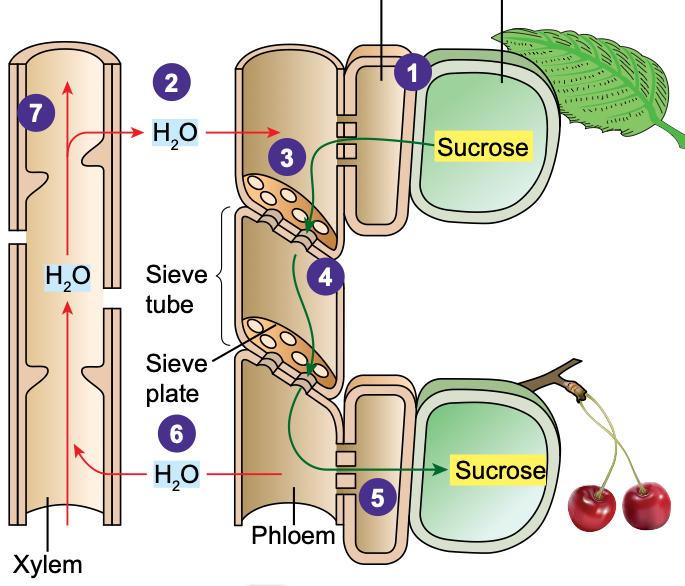 Diagram of phloem and xylem showing sucrose entering a sieve tube from a leaf cell through a companion cell, water entering from the xylem, and sap moving through sieve plates to a fruit