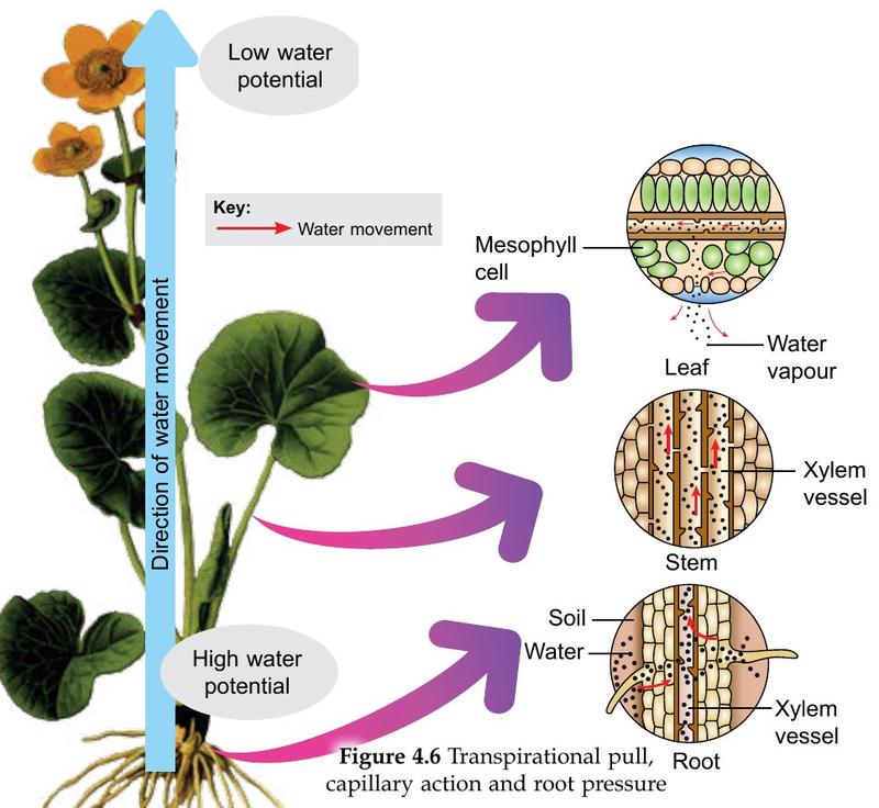 Diagram of a plant with arrows showing water moving from soil through root and stem xylem to leaf mesophyll, from high to low water potential