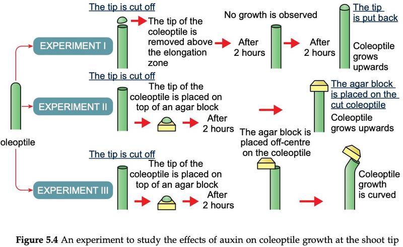 Three coleoptile experiments. I: tip cut off, no growth; tip put back, grows upwards. II: tip placed on agar then agar placed on cut coleoptile, grows upwards. III: agar block placed off-centre, coleoptile curves