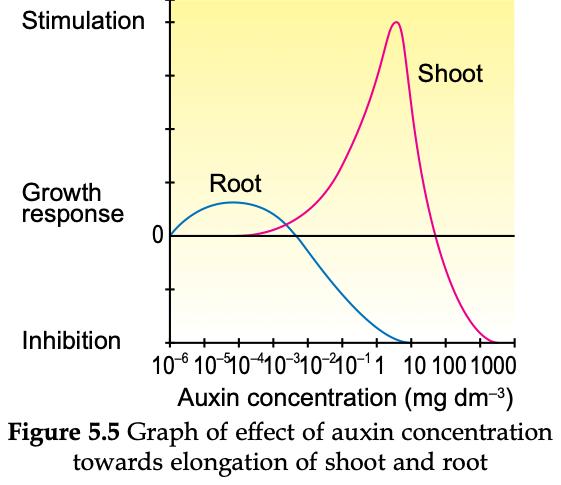 Graph of growth response against auxin concentration. The shoot curve peaks at a high concentration; the root curve peaks at a very low concentration and becomes inhibition at higher concentrations