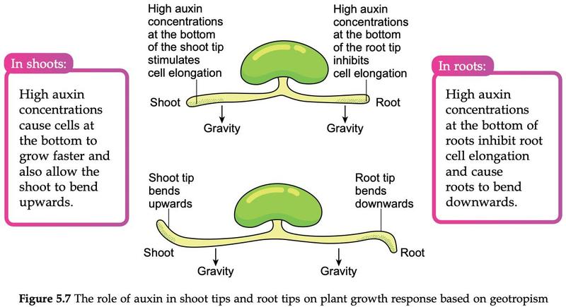 A germinating seed lying horizontally: shoot tip bends upwards and root tip bends downwards, with auxin at the lower side