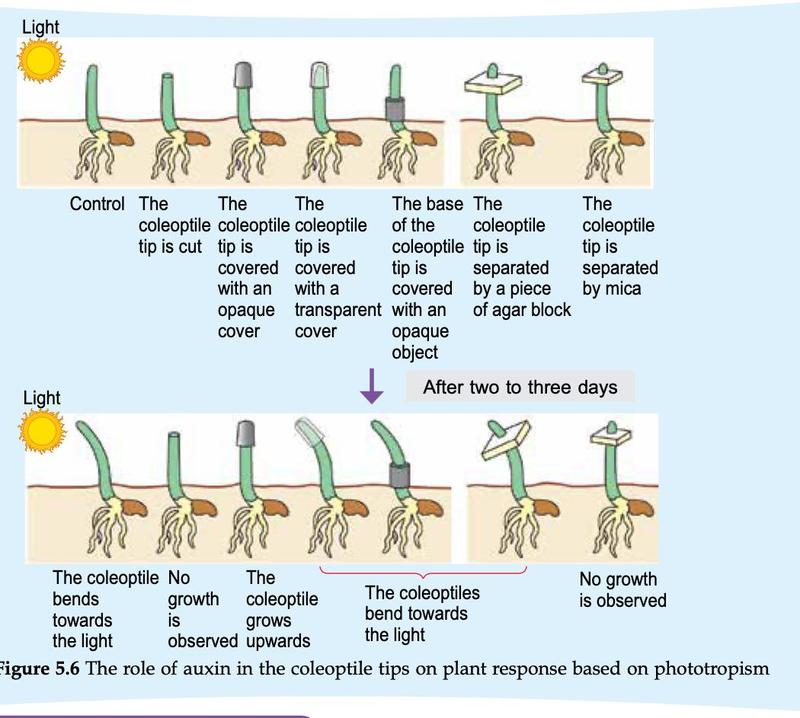 Seven seedlings with different coleoptile treatments before and after one-sided light