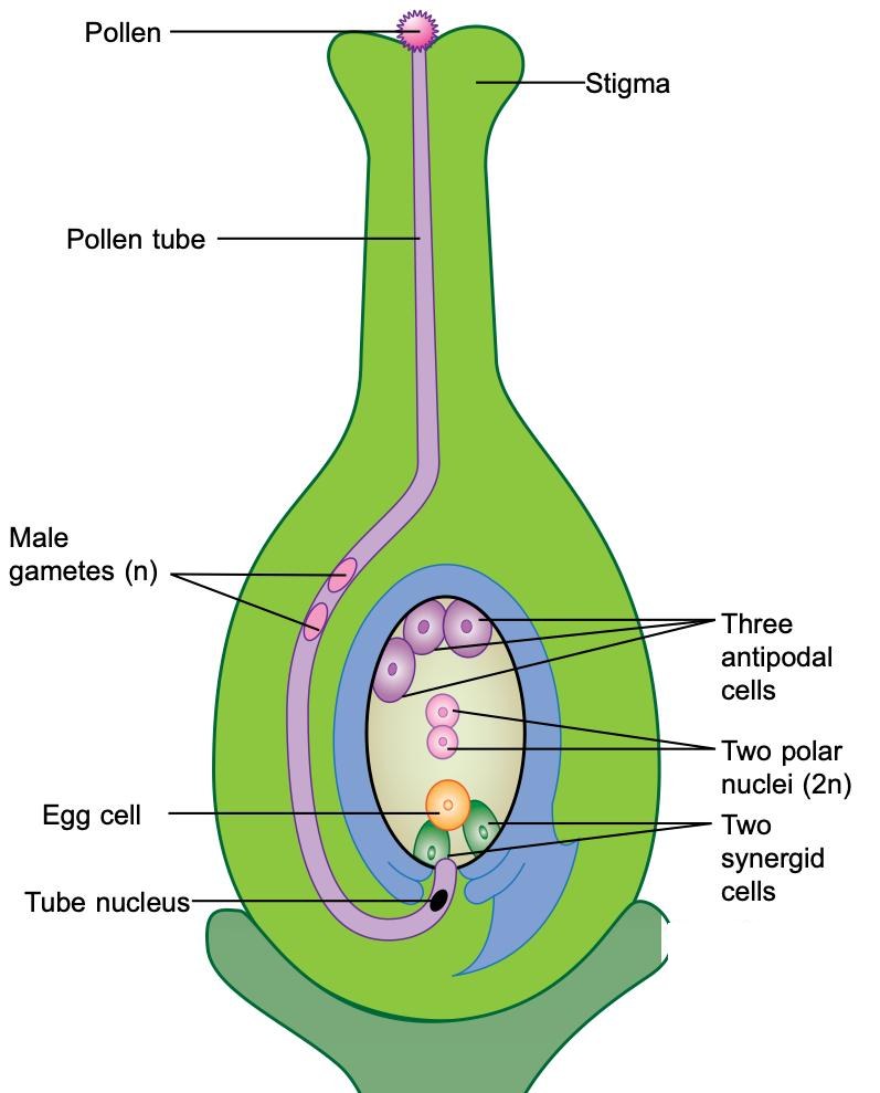 Pollen tube growing through the style to the embryo sac, labelled with male gametes, egg cell, polar nuclei, synergid and antipodal cells