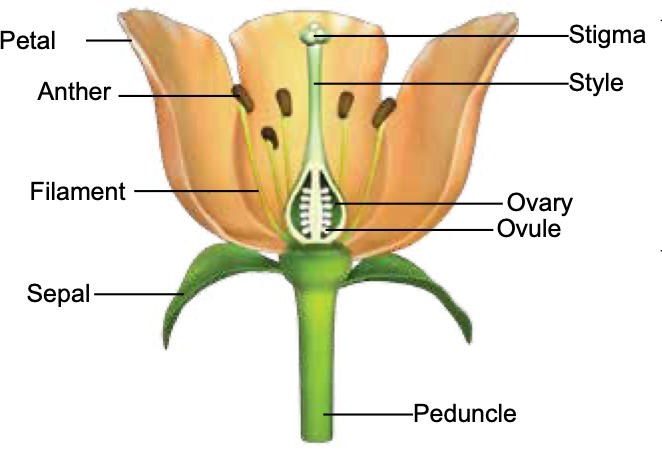 Longitudinal section of a flower labelling petal, anther, filament, sepal, stigma, style, ovary, ovule and peduncle
