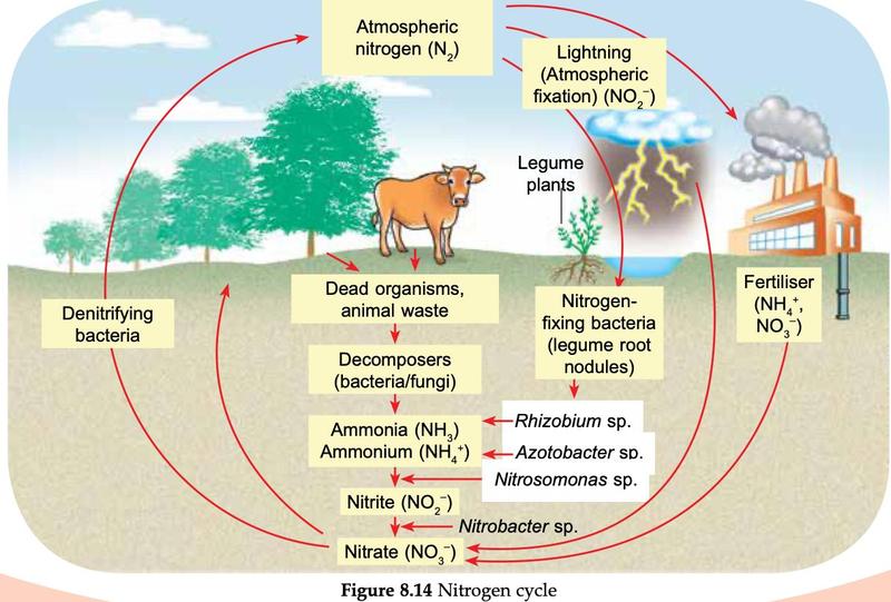 Nitrogen cycle: atmospheric nitrogen fixed by lightning, nitrogen-fixing bacteria in legume root nodules and fertiliser; decomposers form ammonium, Nitrosomonas forms nitrite, Nitrobacter forms nitrate; denitrifying bacteria return nitrogen gas to the air