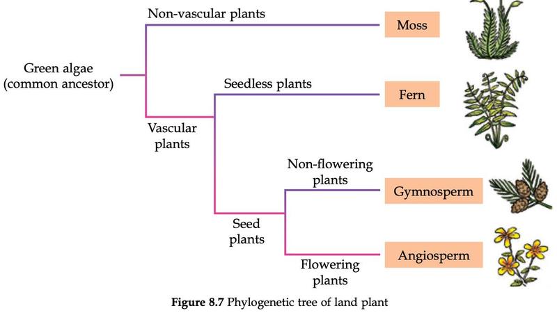 Phylogenetic tree of land plants: green algae as common ancestor, branching into moss (non-vascular), fern (seedless vascular), gymnosperm (non-flowering seed plant) and angiosperm (flowering seed plant)