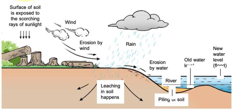 Cleared land with tree stumps; wind and rain erode soil, leaching in the soil, and soil piling in a river raises the water level and causes flooding