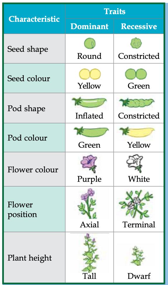 Table of the seven pea characteristics with dominant and recessive traits: seed shape round or constricted, seed colour yellow or green, pod shape inflated or constricted, pod colour green or yellow, flower colour purple or white, flower position axial or terminal, plant height tall or dwarf