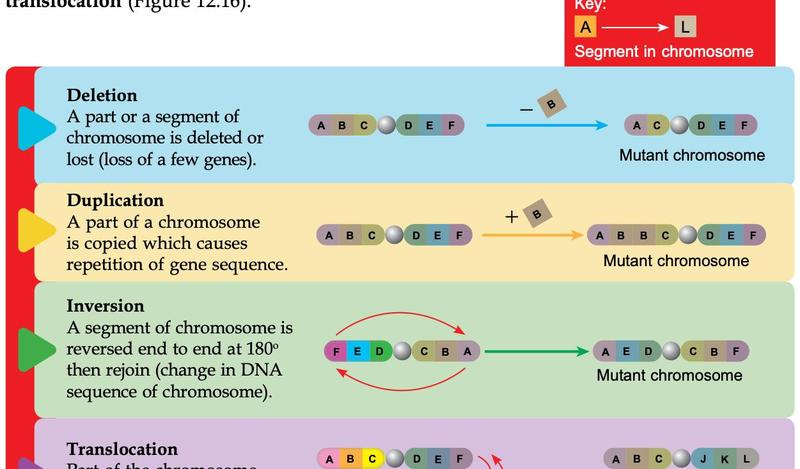 Four chromosome diagrams: deletion loses segment B; duplication repeats B; inversion reverses segments C D E; translocation swaps segments with a non-homologous chromosome