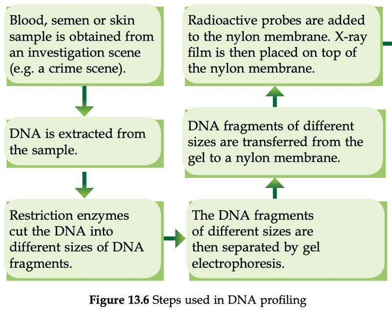 Flow chart of the steps of DNA profiling from sample to X-ray film