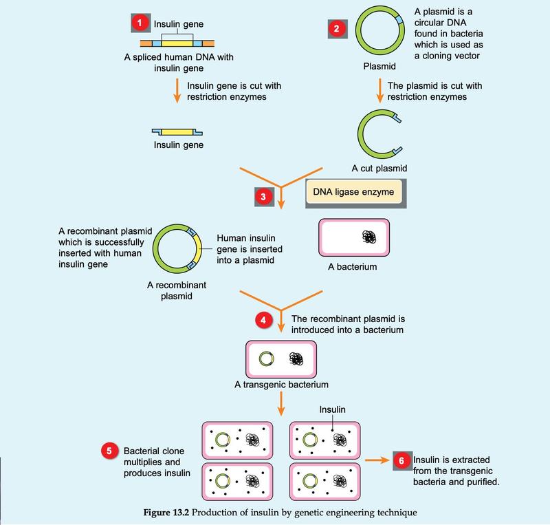 Flow diagram showing the insulin gene and a plasmid cut with restriction enzymes, joined by DNA ligase, and put into a bacterium that multiplies and makes insulin